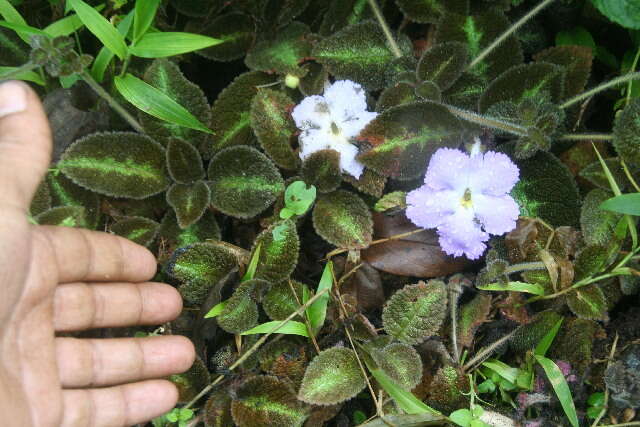 Слика од Episcia lilacina Hanst.