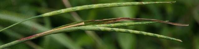 Image of itchgrass