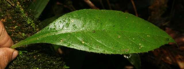 Image of Paradrymonia decurrens (C. V. Morton) Wiehler