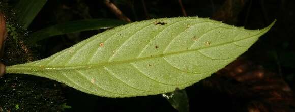 Image of Paradrymonia decurrens (C. V. Morton) Wiehler