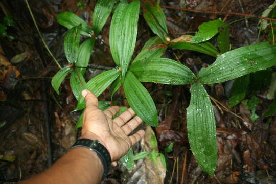 Image of Mapania assimilis T. Koyama