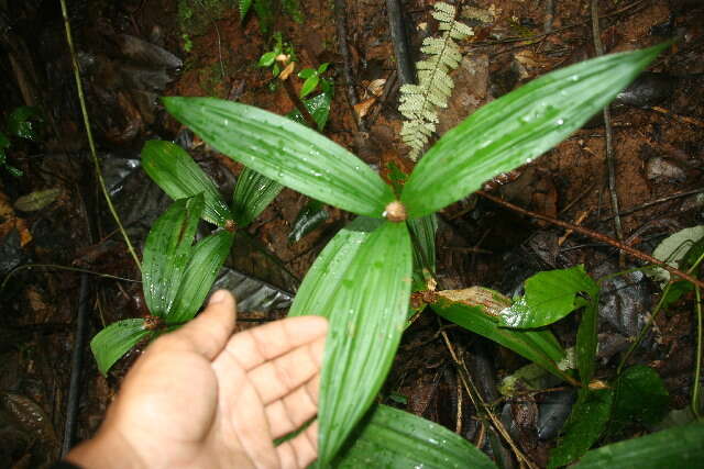 Image de Mapania assimilis T. Koyama