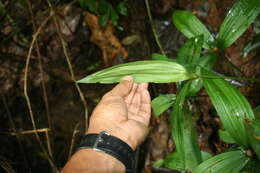 Image de Mapania assimilis T. Koyama