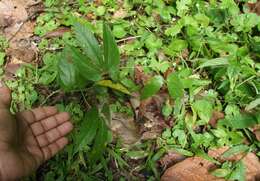 Image of Dalechampia websteri Armbr.