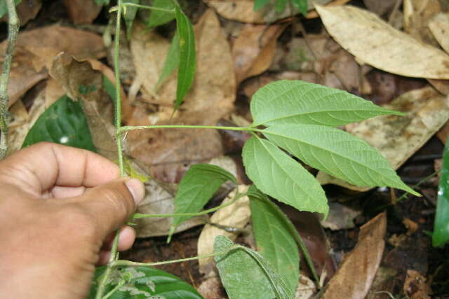 Image of Dalechampia websteri Armbr.