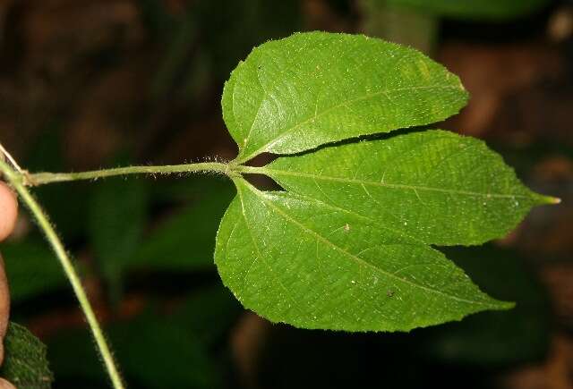 Image of Dalechampia websteri Armbr.