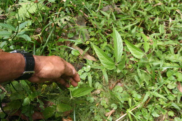 Image of Dalechampia websteri Armbr.