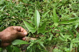 Image of Dalechampia websteri Armbr.