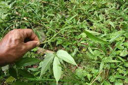 Image of Dalechampia websteri Armbr.