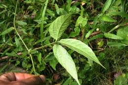 Image of Dalechampia websteri Armbr.