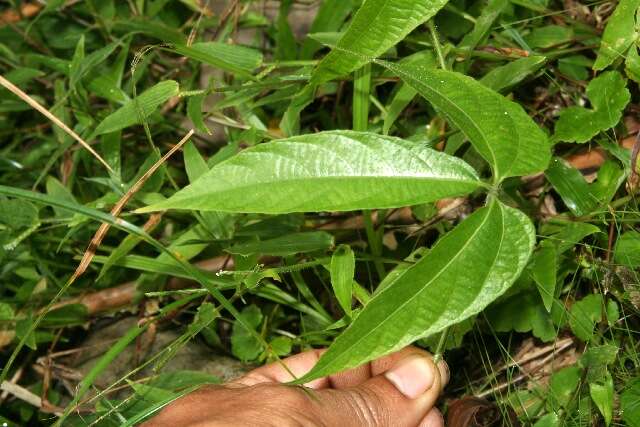 Image of Dalechampia websteri Armbr.