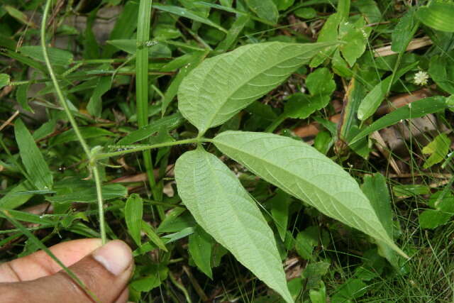 Image of Dalechampia websteri Armbr.