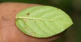Image of Cuphea calophylla Cham. & Schltdl.