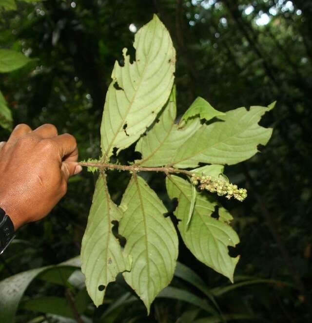 Imagem de Gonzalagunia