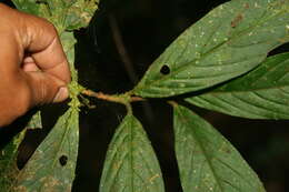 Image of Bertiera bracteosa (Donn. Sm.) B. Ståhl & L. Andersson