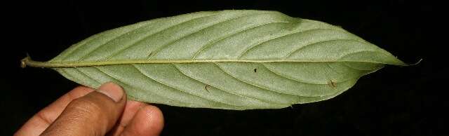 Image of Bertiera bracteosa (Donn. Sm.) B. Ståhl & L. Andersson