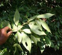 Sivun Miconia quinquenervia (Mill.) Gamba & Almeda kuva