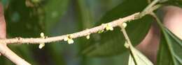 Sivun Miconia quinquenervia (Mill.) Gamba & Almeda kuva