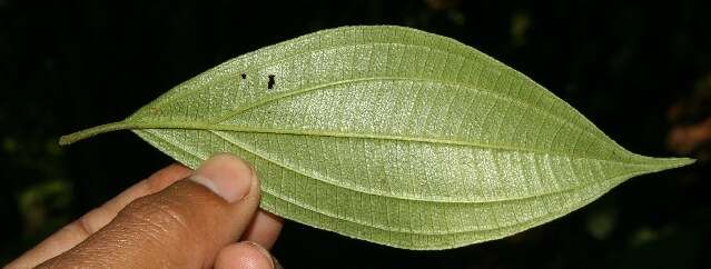 Sivun Miconia quinquenervia (Mill.) Gamba & Almeda kuva