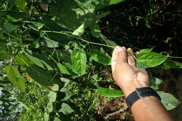 Plukenetia (rights holder: Guanacaste Dry Forest Conservation Fund. Daniel H. Janzen. Year: 2010.)