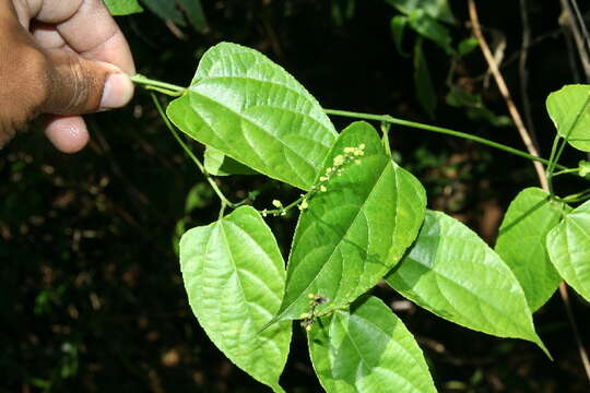 صورة Plukenetia stipellata L. J. Gillespie