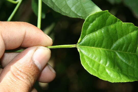 صورة Plukenetia stipellata L. J. Gillespie