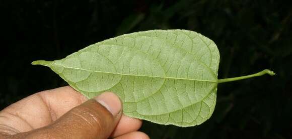 صورة Plukenetia stipellata L. J. Gillespie