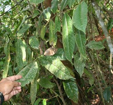 Image of Guatteria diospyroides Baill.