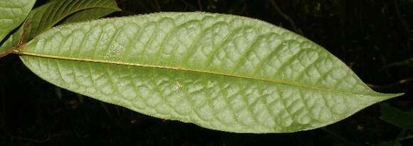 Image of Guatteria diospyroides Baill.