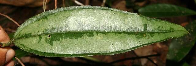 Image of Smilacaceae