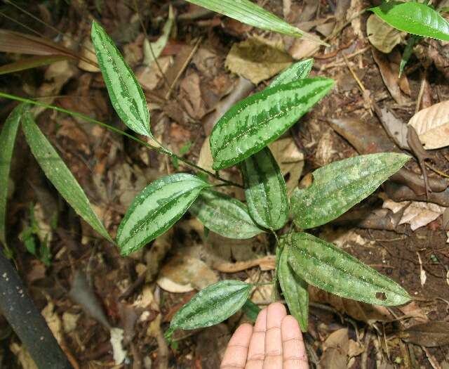 Image of Smilacaceae