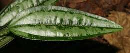 Image of Smilacaceae