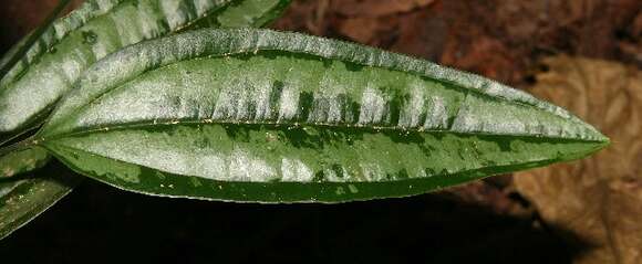 Image of Smilacaceae