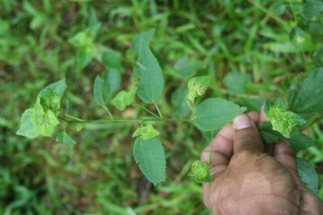 Imagem de Peltaea trinervia