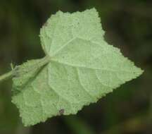 Image of swampmallow