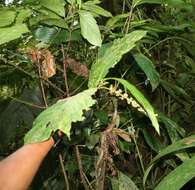 Image of Bertiera bracteosa (Donn. Sm.) B. Ståhl & L. Andersson