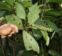 Image of Bertiera bracteosa (Donn. Sm.) B. Ståhl & L. Andersson