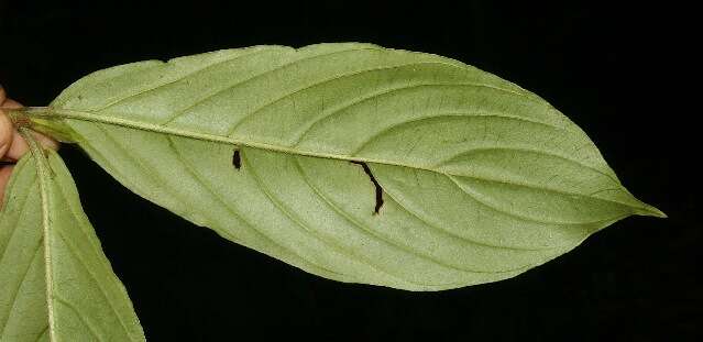 Image of Bertiera bracteosa (Donn. Sm.) B. Ståhl & L. Andersson