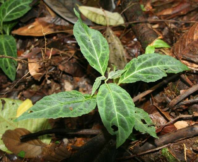 Mikania guaco Humb. & Bonpl.的圖片