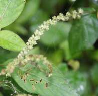 Image of chaff flower