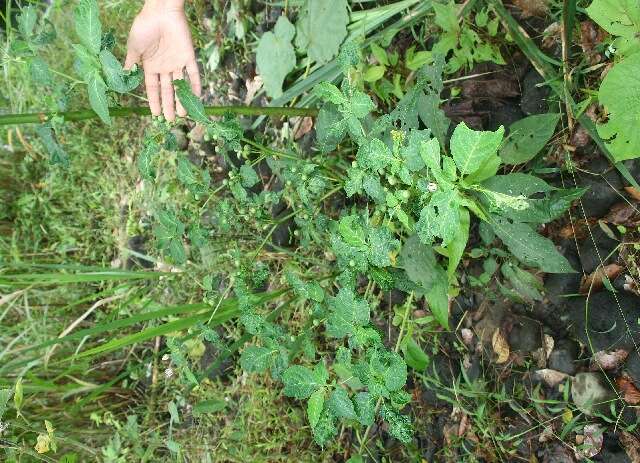 Lycianthes heteroclita (rights holder: Guanacaste Dry Forest Conservation Fund. Daniel H. Janzen. Year: 2010.)