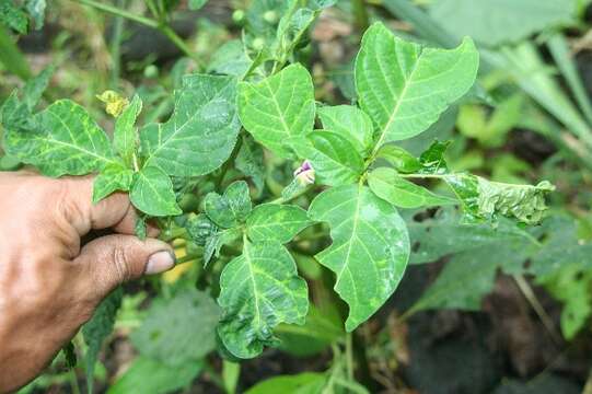 Image of Lycianthes heteroclita (Sendtn.) Bitter