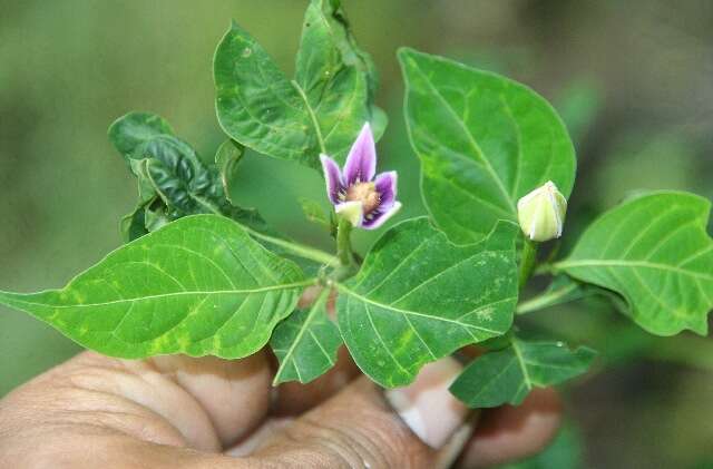 Image de Lycianthes heteroclita (Sendtn.) Bitter