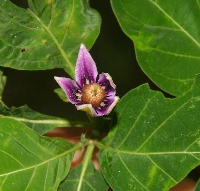 Image de Lycianthes heteroclita (Sendtn.) Bitter