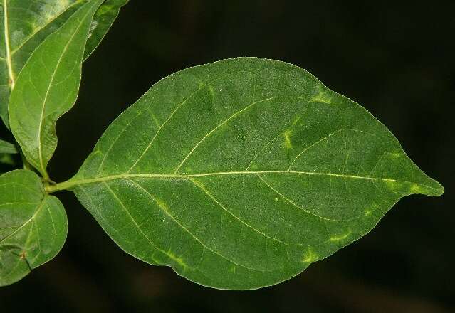 Image de Lycianthes heteroclita (Sendtn.) Bitter