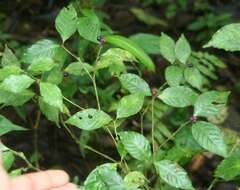 Image of Psychotria gracilenta Müll. Arg.