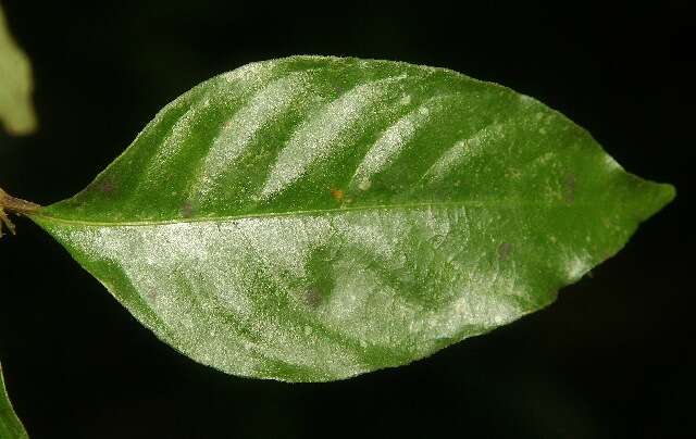 Image of Psychotria gracilenta Müll. Arg.