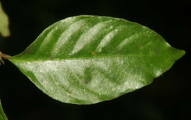 Psychotria gracilenta Müll. Arg. resmi