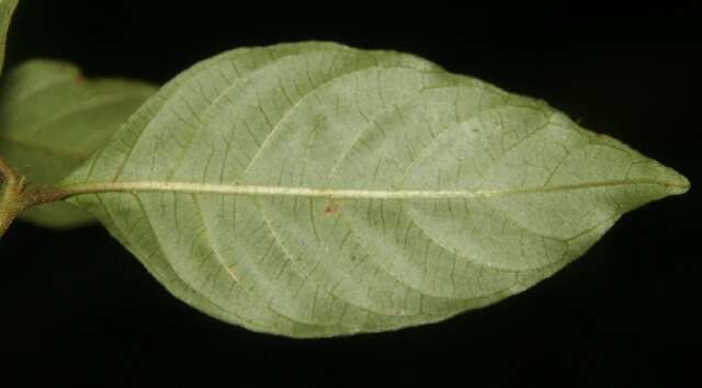 Image of Psychotria gracilenta Müll. Arg.