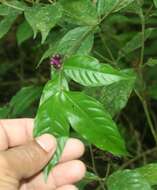 Psychotria gracilenta Müll. Arg. resmi